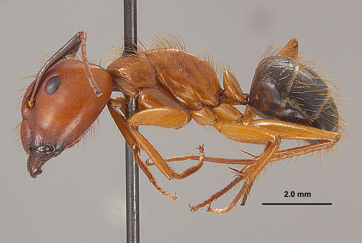 Camponotus floridanus, lateral view of major worker Camponotus floridanus, lateral view of major worker